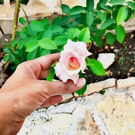 Luxury Minerva Gardens 公寓 *