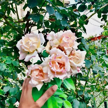 Luxury Minerva Gardens דירה *