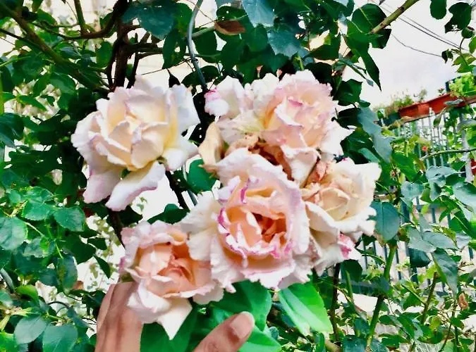 Luxury Minerva Gardens Apartment *