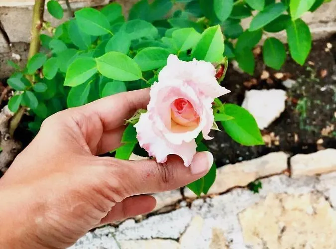 Luxury Minerva Gardens Apartment *